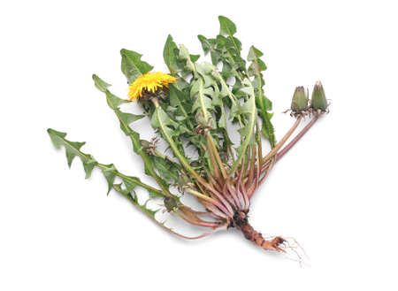 Fresh dandelion plant on white backgroundの写真素材