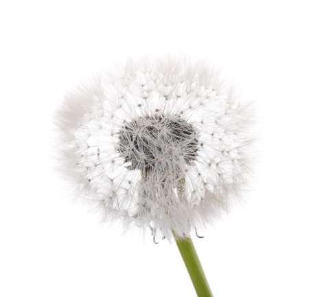 Beautiful dandelion on white backgroundの写真素材