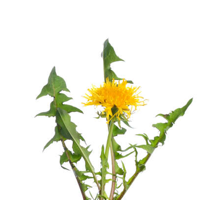 Fresh dandelion plant on white backgroundの写真素材