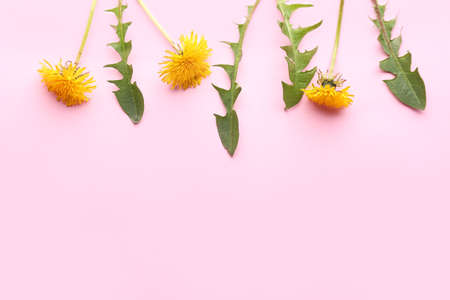 Fresh dandelion flowers and leaves on color backgroundの写真素材
