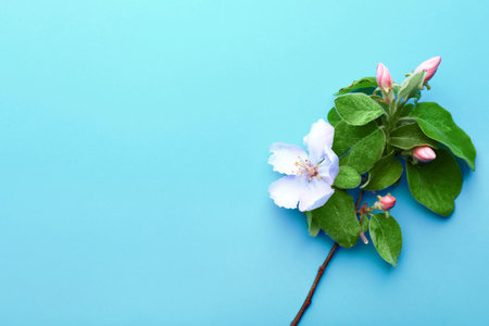 Beautiful blossoming branch on color backgroundの写真素材