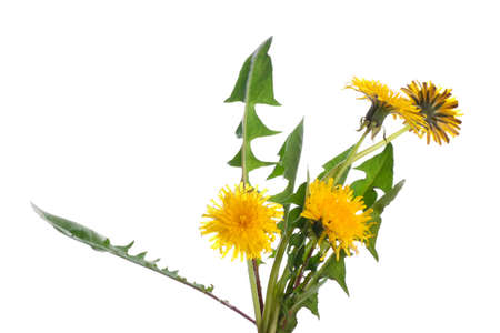 Fresh dandelion plant on white backgroundの写真素材
