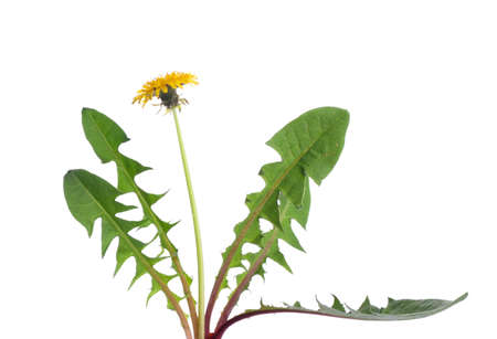 Fresh dandelion plant on white backgroundの写真素材