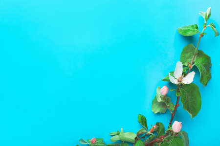 Beautiful blossoming branch on color backgroundの写真素材