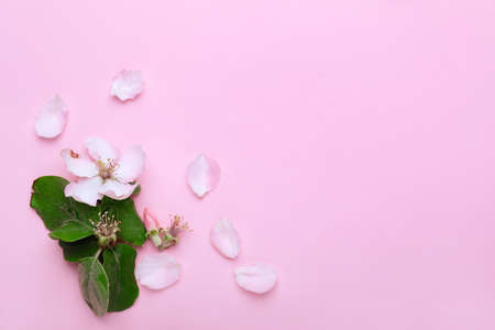 Beautiful blossoming flower with leaves on color backgroundの写真素材