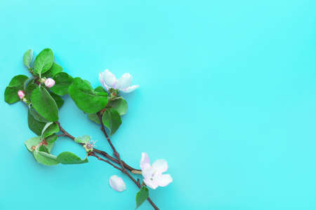 Beautiful blossoming branches on color background