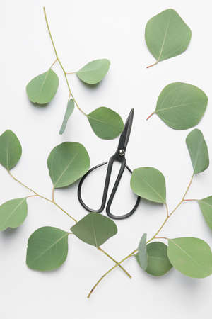 Scissors with eucalyptus leaves on white backgroundの写真素材