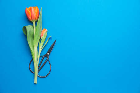 Scissors with flowers on color backgroundの写真素材
