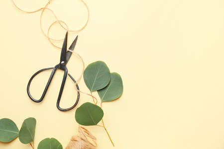 Scissors with eucalyptus leaves and threads on color background