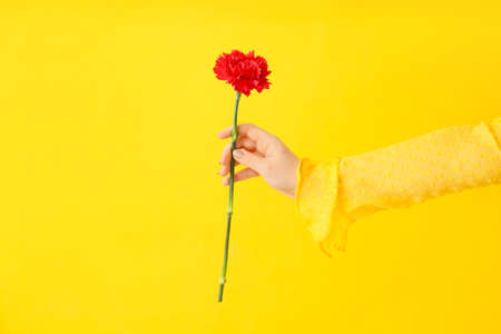 Female hand with beautiful carnation flower on color backgroundの写真素材