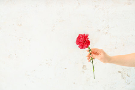 Female hand with beautiful carnation flower on light backgroundの写真素材