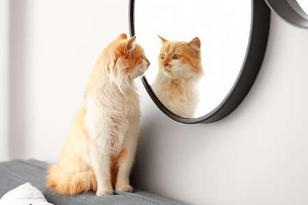 Cute funny cat near mirror at homeの写真素材