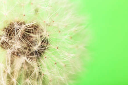 Beautiful dandelion on color background, closeupの写真素材
