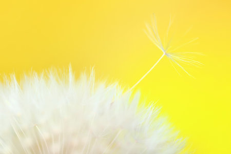 Beautiful dandelion on color background, closeup