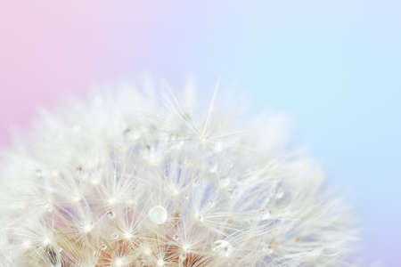 Beautiful dandelion on color background, closeupの写真素材