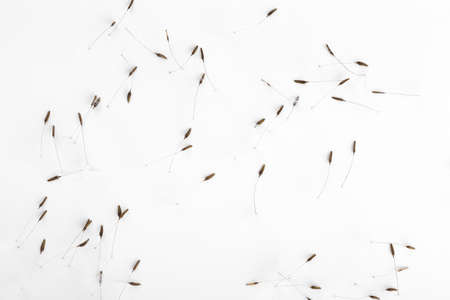 Beautiful dandelion seeds on white backgroundの写真素材