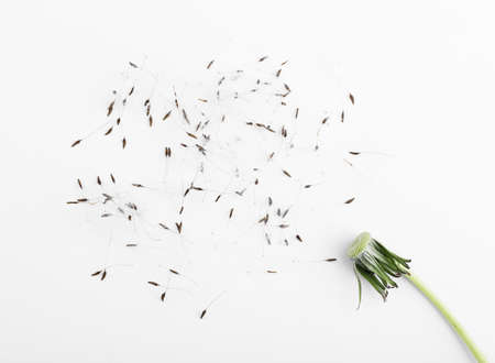 Beautiful dandelion with seeds on white backgroundの写真素材