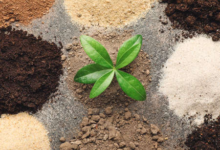 Different types of soil with green plant on gray backgroundの写真素材