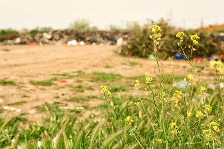 View of landfill outdoors. Concept of soil pollutionの写真素材