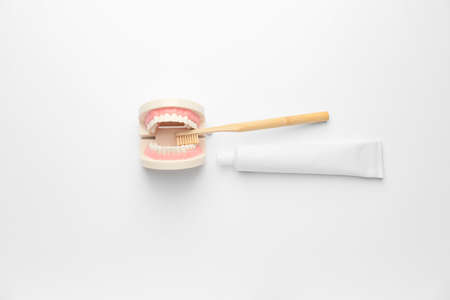 Model of jaw with toothbrush and paste on white background