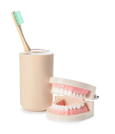 Model of jaw with toothbrush on white background