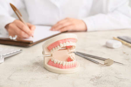 Model of jaw on table of dentistの写真素材