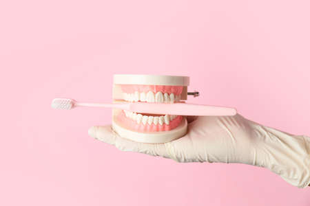 Hand of dentist with model of jaw and toothbrush on color backgroundの写真素材
