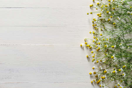 Fresh chamomile flowers on white wooden background