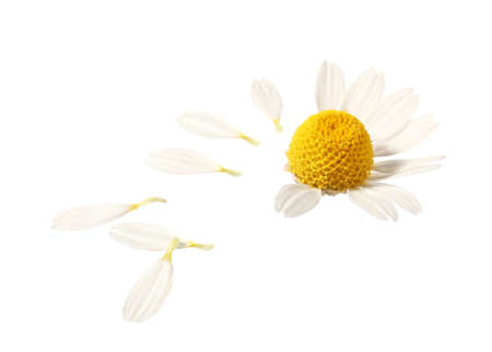 Fresh chamomile flower on white backgroundの写真素材