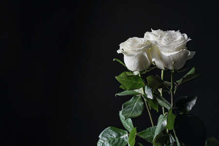 Beautiful white roses on dark backgroundの写真素材