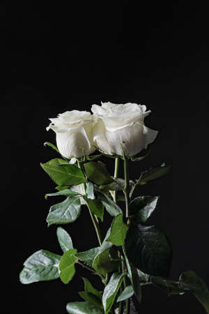 Beautiful white roses on dark backgroundの写真素材