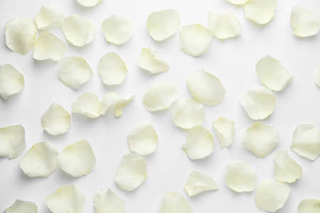 Beautiful rose petals on white backgroundの写真素材