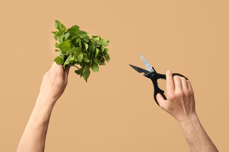 Male hands with scissors and fresh mint on color backgroundの写真素材