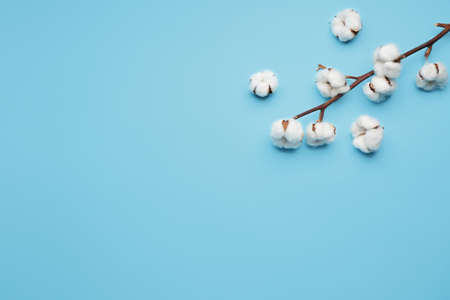 Beautiful cotton flowers on color backgroundの写真素材