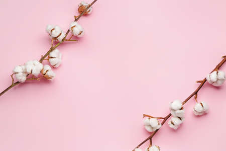 Beautiful cotton branches on color backgroundの写真素材