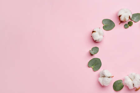 Composition with beautiful cotton flowers and eucalyptus leaves on color backgroundの写真素材