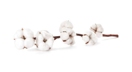 Beautiful cotton branch on white backgroundの写真素材