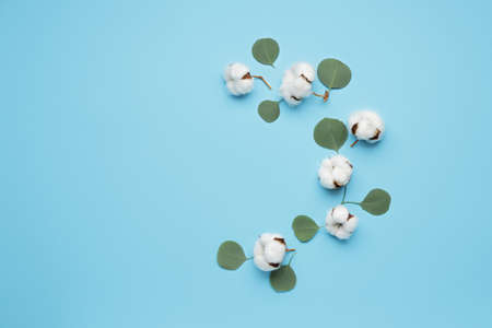 Beautiful cotton flowers and eucalyptus leaves on color backgroundの写真素材