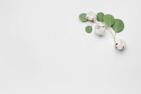 Beautiful cotton flowers and eucalyptus leaves on light backgroundの写真素材
