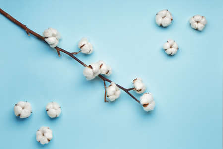Beautiful cotton branch on color backgroundの写真素材