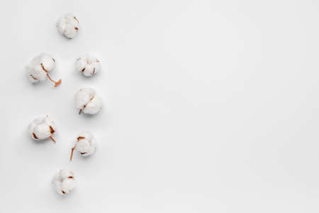 Beautiful cotton flowers on light backgroundの写真素材