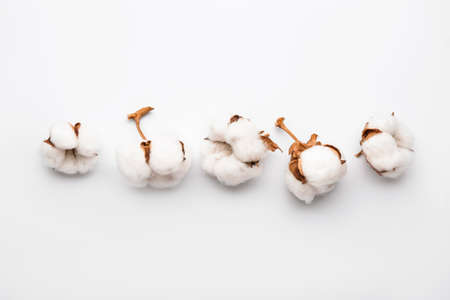 Beautiful cotton flowers on white backgroundの写真素材