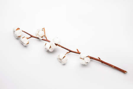 Beautiful cotton branch on white backgroundの写真素材