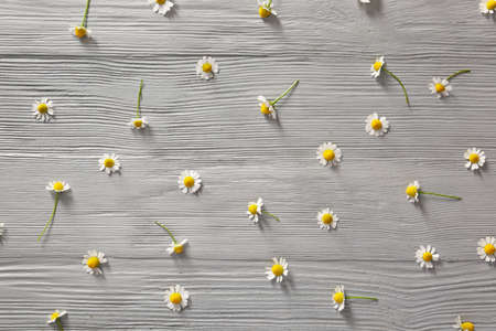 Fresh chamomile flowers on wooden background