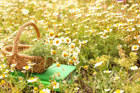 Many beautiful chamomiles and wicker basket in fieldの写真素材