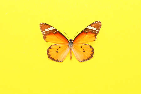 Beautiful butterfly on color backgroundの写真素材