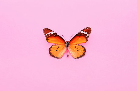 Beautiful butterfly on color backgroundの写真素材