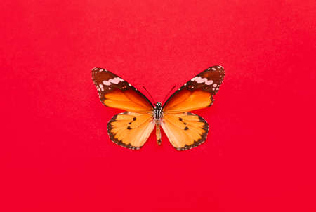 Beautiful butterfly on color background