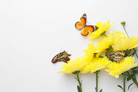 Beautiful butterflies and flowers on white backgroundの写真素材