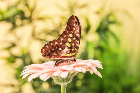 Beautiful butterfly on flower outdoorsの写真素材